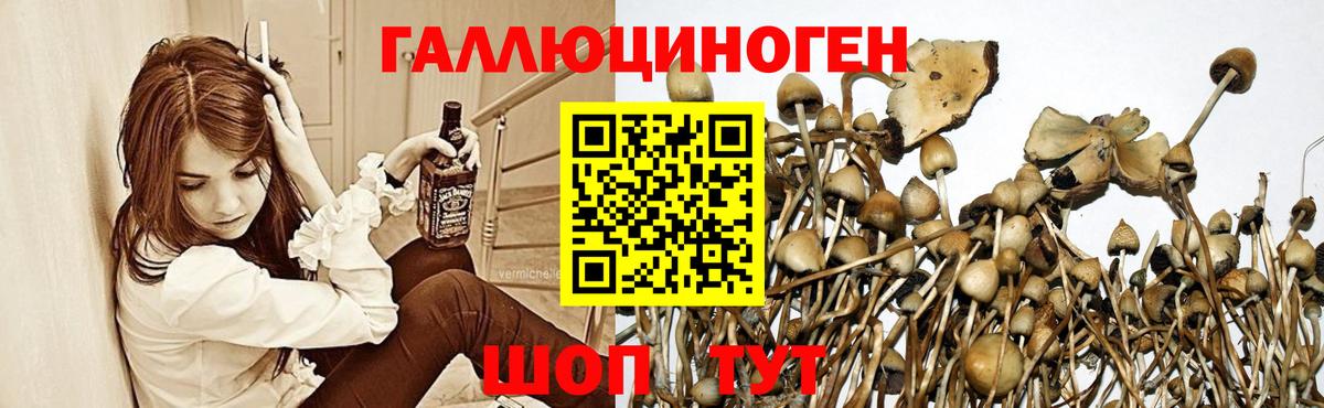 Галлюциногенные грибы Psilocybe  Псилоцибиновые грибы мицелий  Вход с VPN  Топки 